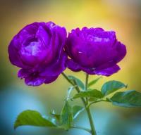 Purple Roses